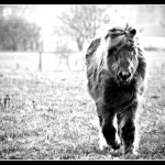 tiere-img_4394